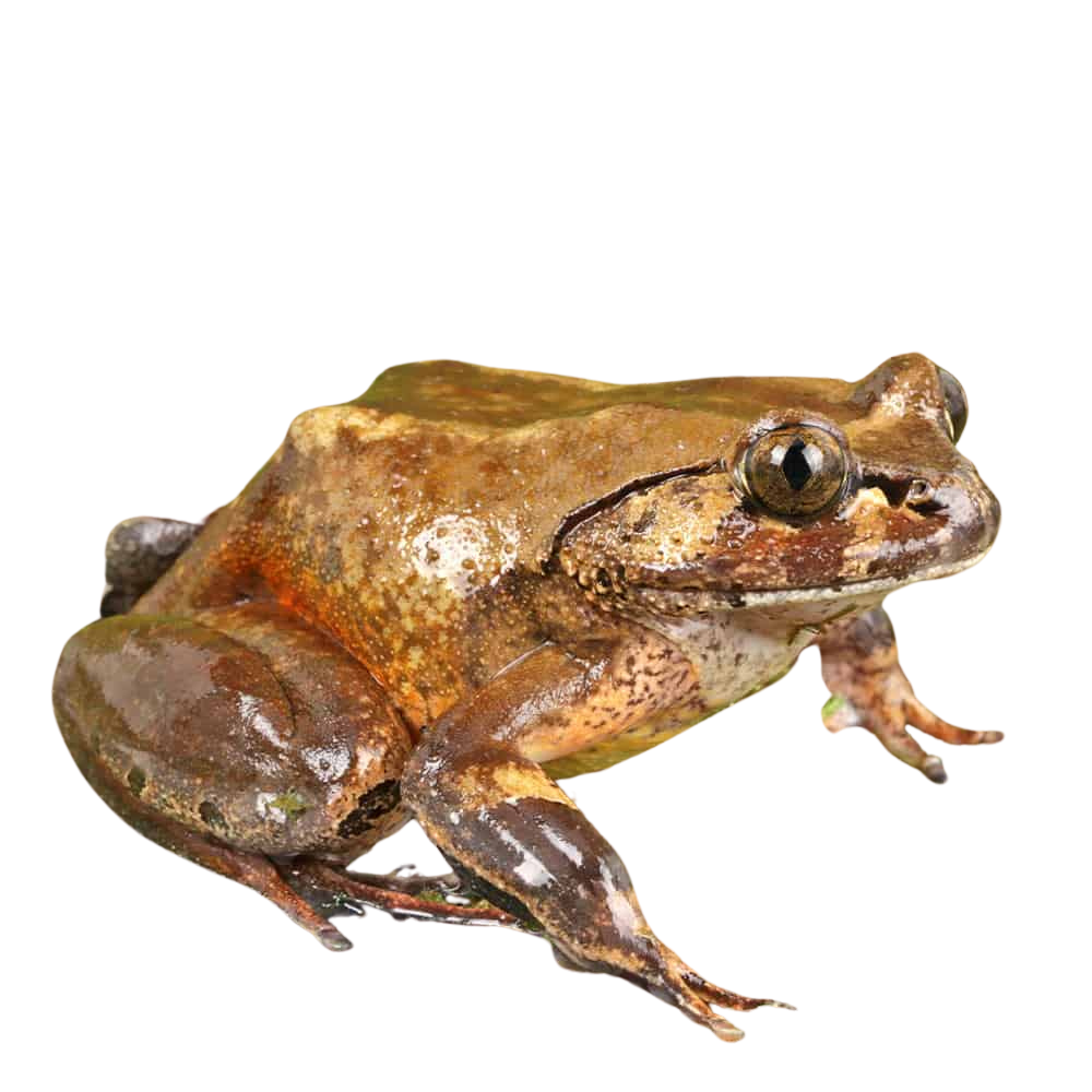 hairy-frog (1) hairy frog 1