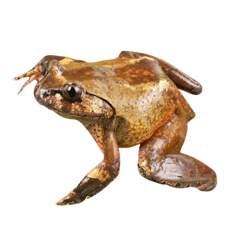 hairy-frog (2) hairy frog 2