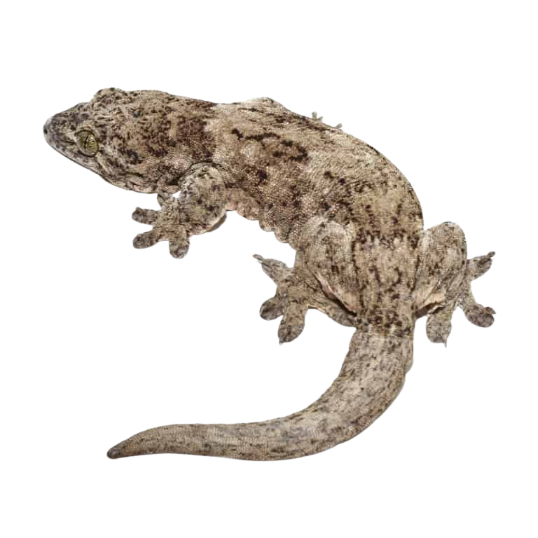 halmahera-gecko (1) halmahera gecko 1