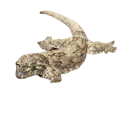 Halmahera Gecko