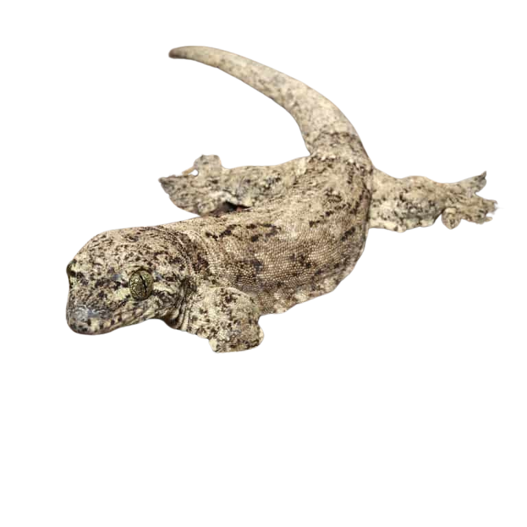 halmahera-gecko (2) halmahera gecko 2