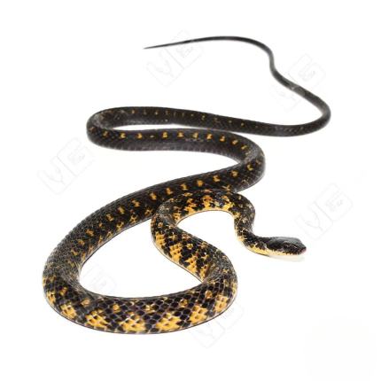 Halmahera Keelback Snake