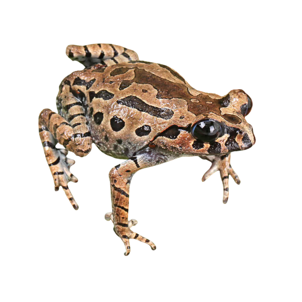 Hasselt’s Litter Frog