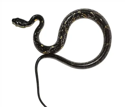 Hatchling Suriname Tiger Ratsnake