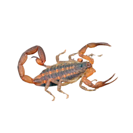 Hentz Bark Scorpion