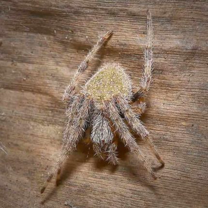 Hentz Orb Weaver