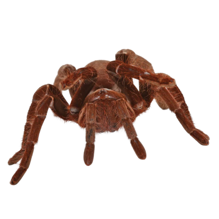Hercules Baboon Tarantula (3 – 5”)