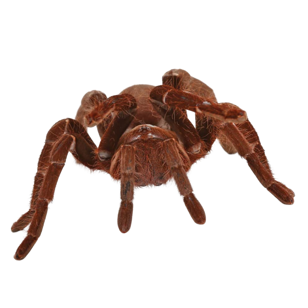 hercules-baboon-tarantula-3-–-5 (1) hercules baboon tarantula 3 – 5 1