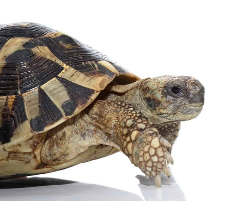 hermanns-tortoise-pair-2 (1) hermanns tortoise pair 2 1 e1750394560864