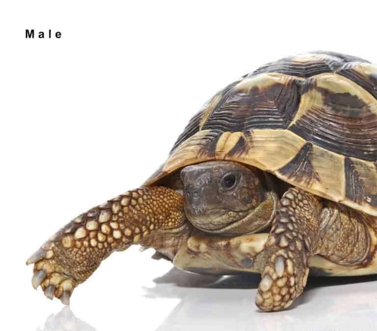 hermanns-tortoise-pair (2) hermanns tortoise pair 2 e1750394690525