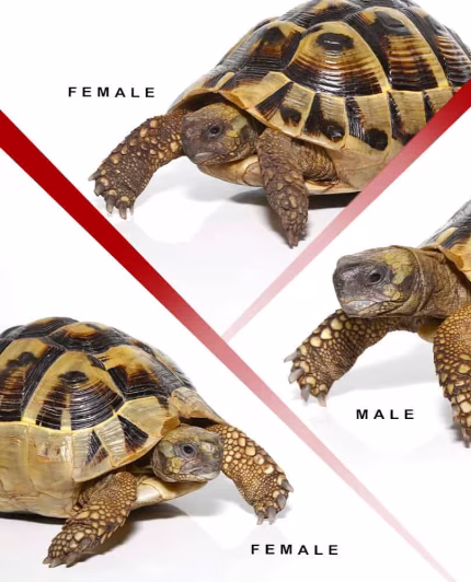 Hermann’s Tortoise Trio #2