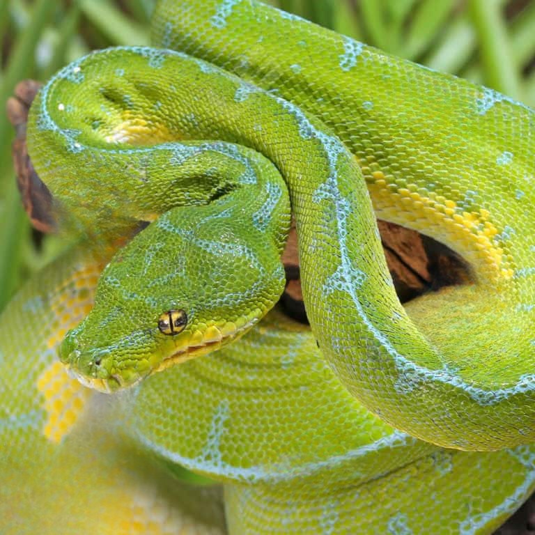 high-blue-jayapura-green-tree-python-1 (2) high blue jayapura green tree python 1 2