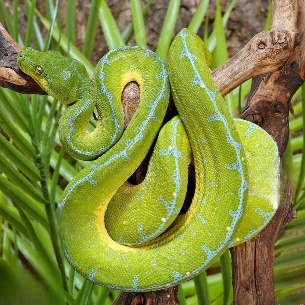high-blue-jayapura-green-tree-python-1 high blue jayapura green tree python 1