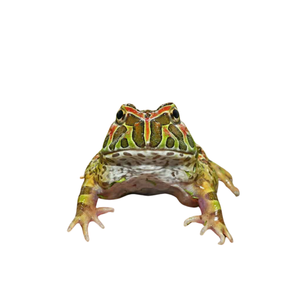 High Red Ornate Pacman Frog