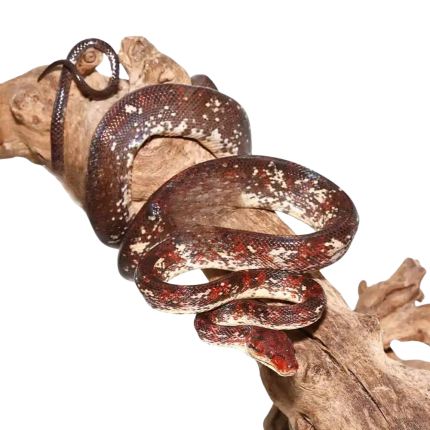 High White Calico Amazon Tree Boa