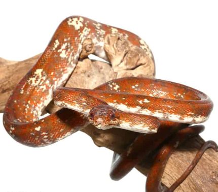 High White Red Calico Amazon Tree Boa