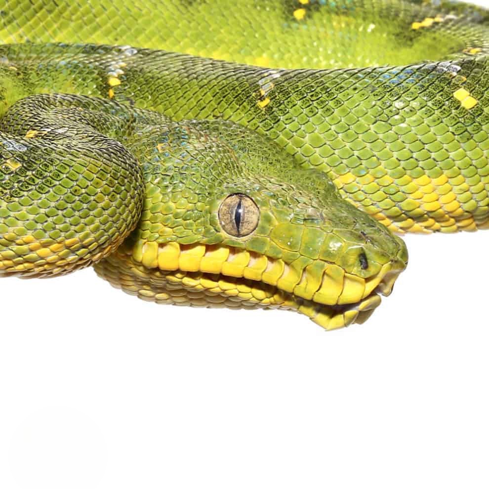 high-yellow-emerald-tree-boa high yellow emerald tree boa