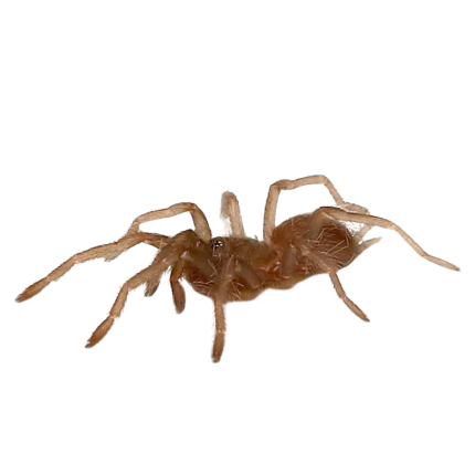 Himalayan Birdeater Tarantula (.25 – .75”)