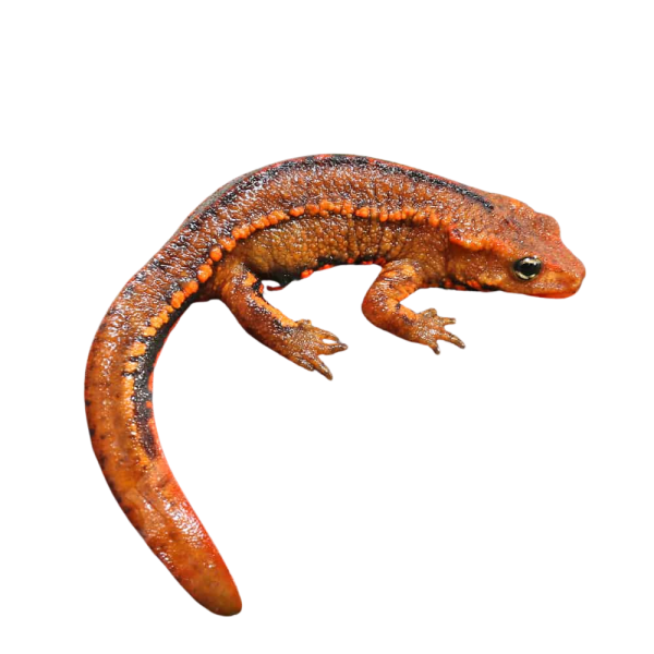 Hong Kong Warty Newt