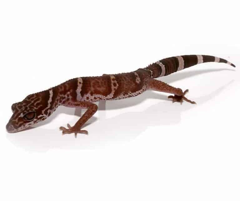 huuliensis-cave-gecko-pair huuliensis cave gecko pair e1748150065672