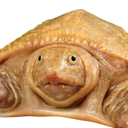 Hypo Asiatic Softshell Turtle