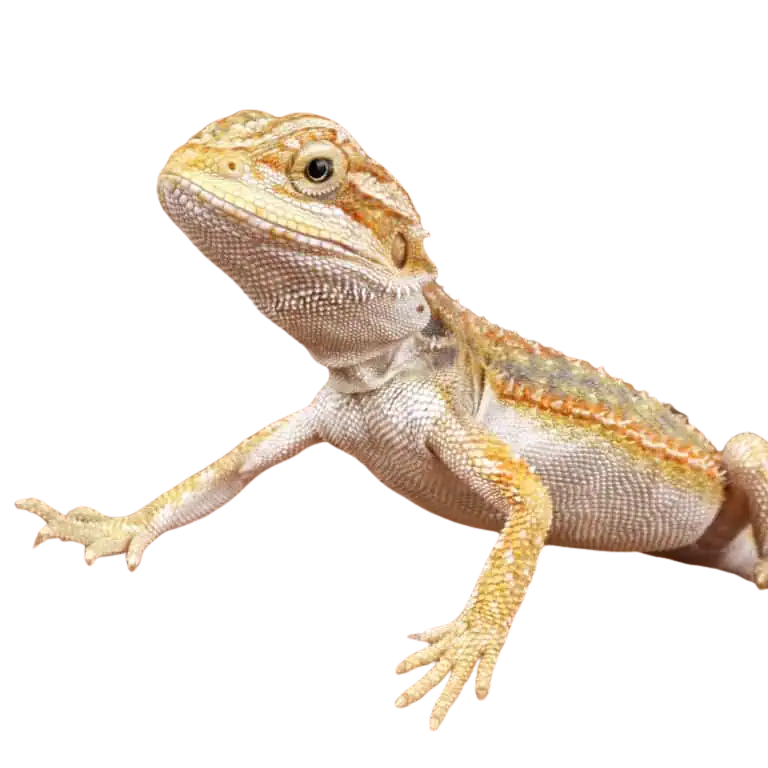 hypo-dunner-bearded-dragon (2) hypo dunner bearded dragon 2