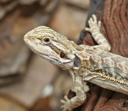 Hypo Leatherback Bearded Dragon