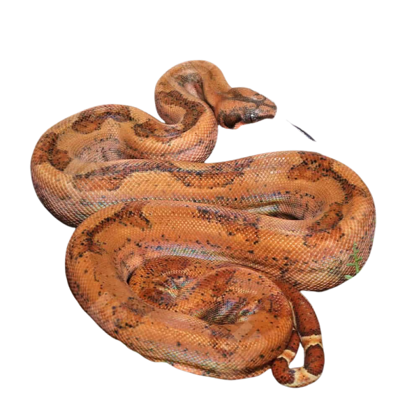 Hypo Onyx 50% Het Blood Gilbert T+ Central American Boa