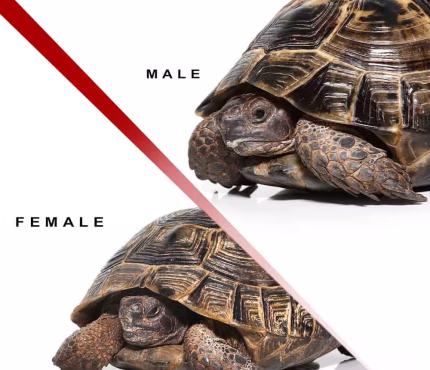 Ibera Greek Tortoise Pair