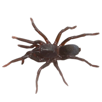 Indian Blue Dwarf Tarantula (.5 – 1”)