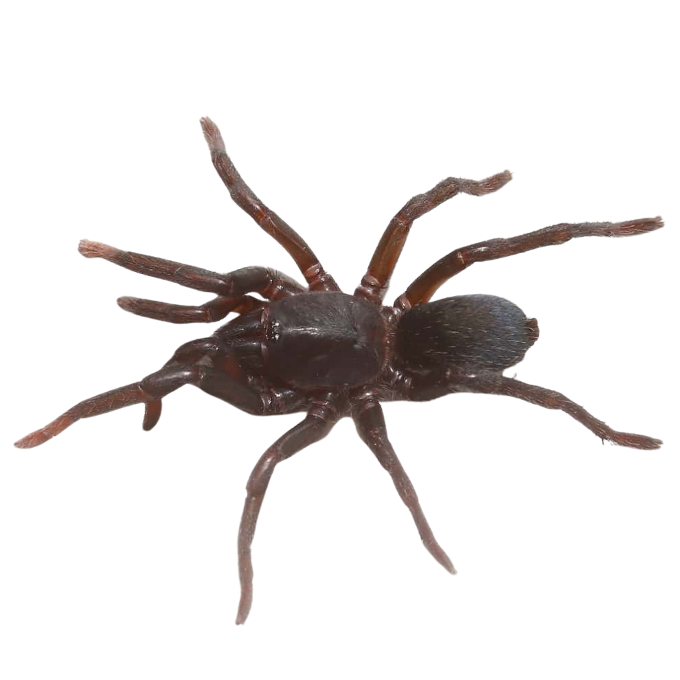 indian-blue-dwarf-tarantula-5-–-1 (1) indian blue dwarf tarantula 5 – 1 1