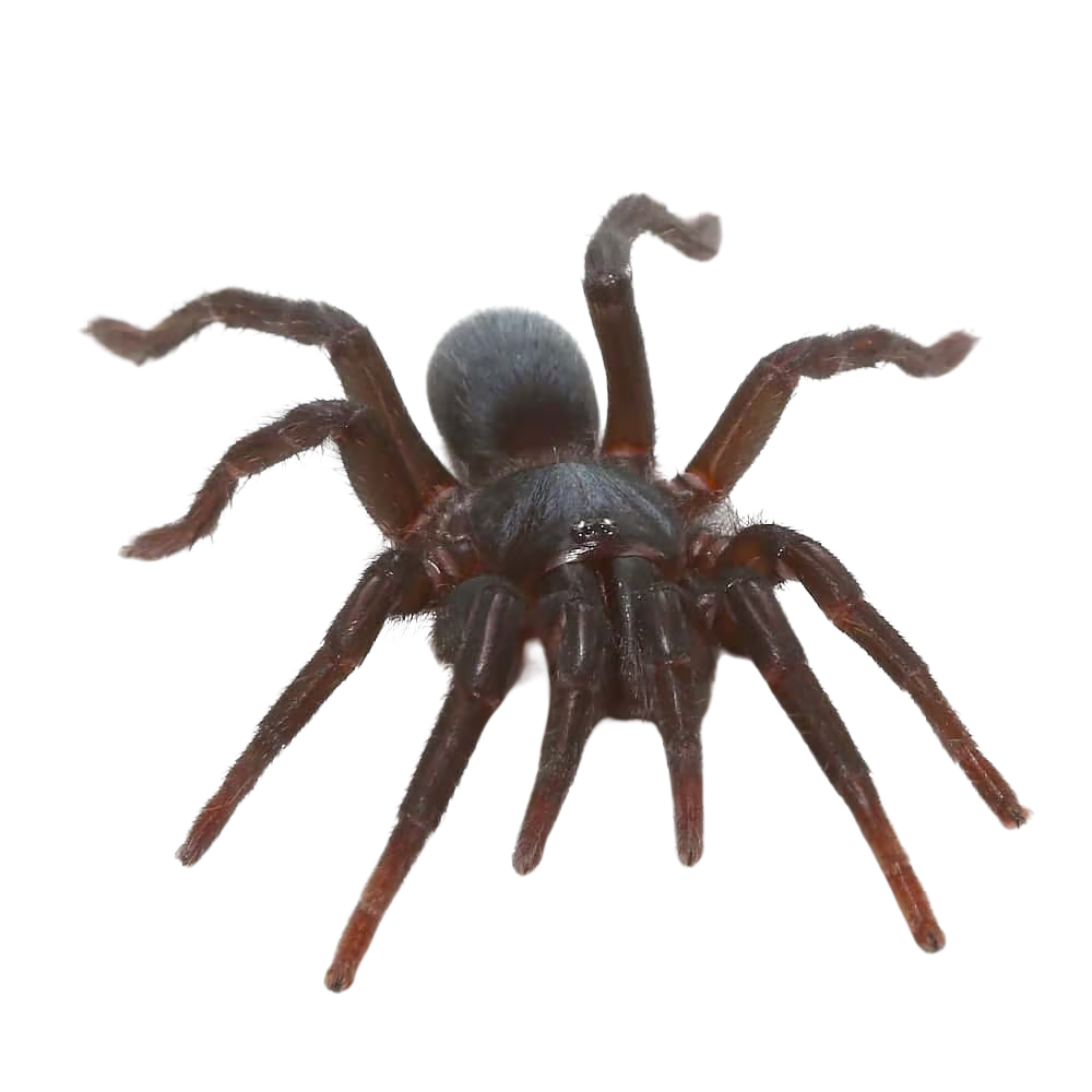 indian-blue-dwarf-tarantula-5-–-1 (2) indian blue dwarf tarantula 5 – 1 2