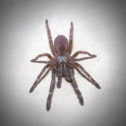 Indian Cinnamon Earth Tiger Tarantula (.75 – 1”)