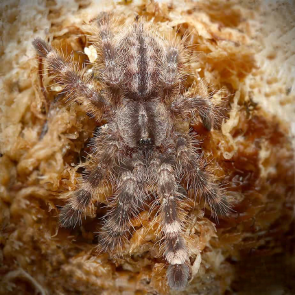 Indian Ornamental Tarantula (1.75 – 2.25″)