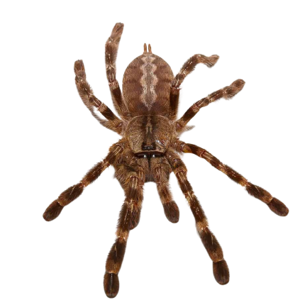 Indian Ornamental Tarantula Pair ( 3 – 6”)