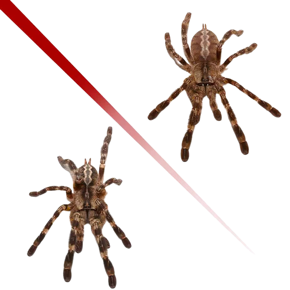 indian-ornamental-tarantula-pair-3-–-6 (2) indian ornamental tarantula pair 3 – 6 2