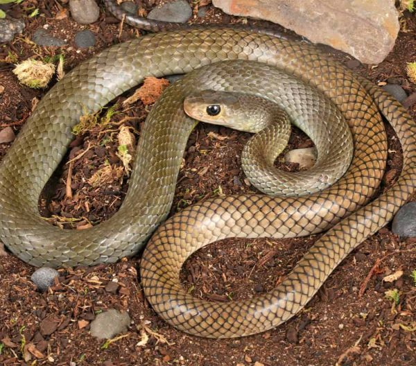 Indo-Chinese Rat Snake
