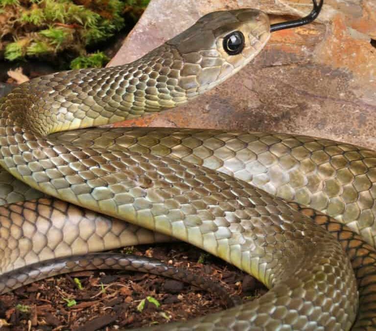 indo-chinese-rat-snake (2) indo chinese rat snake 2 e1746211677199