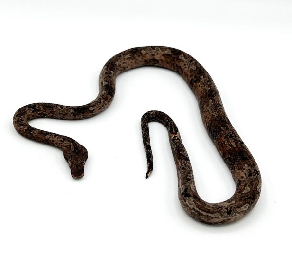 Indonesian Tree Boa