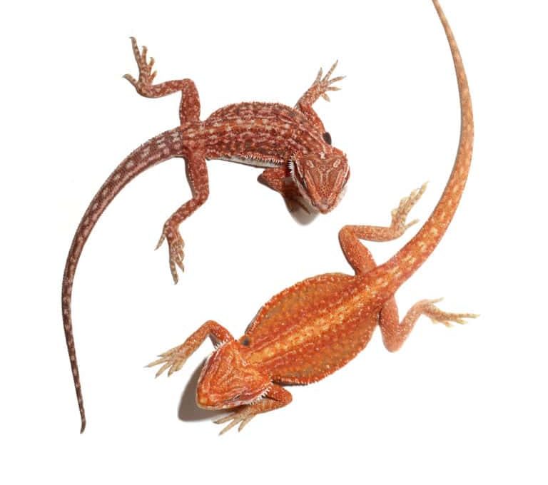 inferno-dunner-bearded-dragon inferno dunner bearded dragon e1752690105483