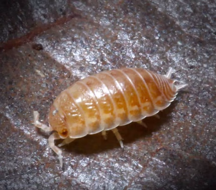 Isopoda Sp. Tarragora Isopods
