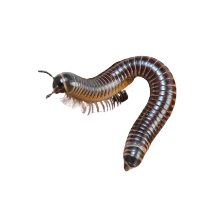 Ivory Millipede