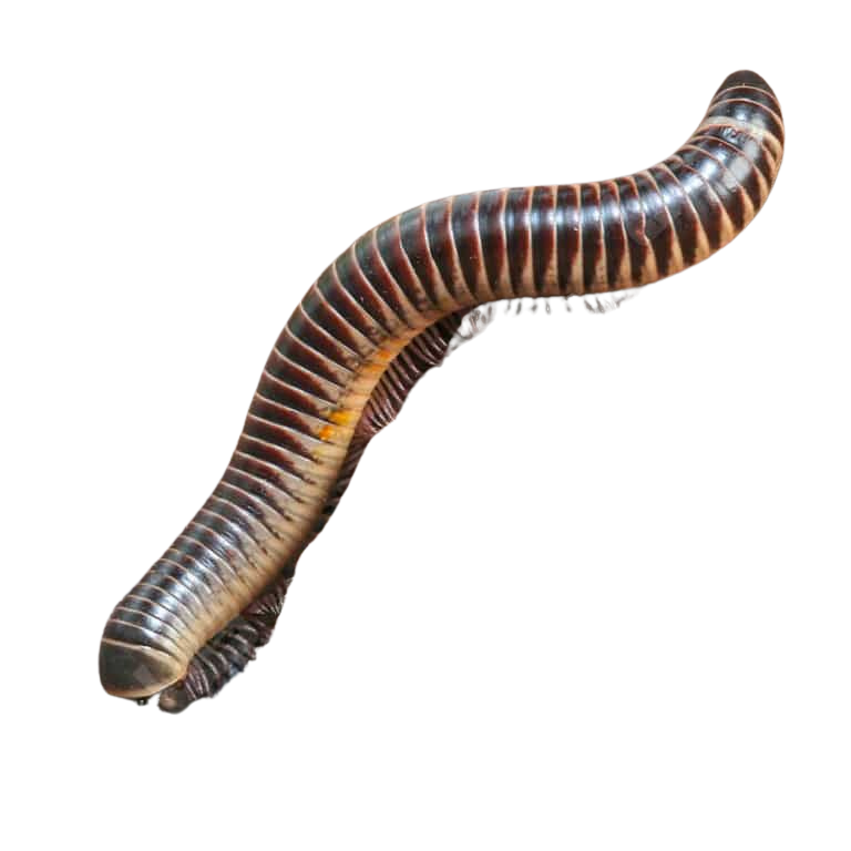 ivory-millipede (2) ivory millipede 2