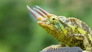 Jackson’s Chameleon