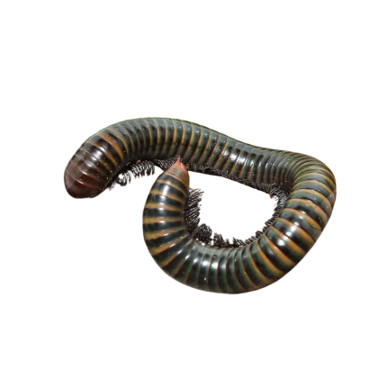 Jade Banded Millipede