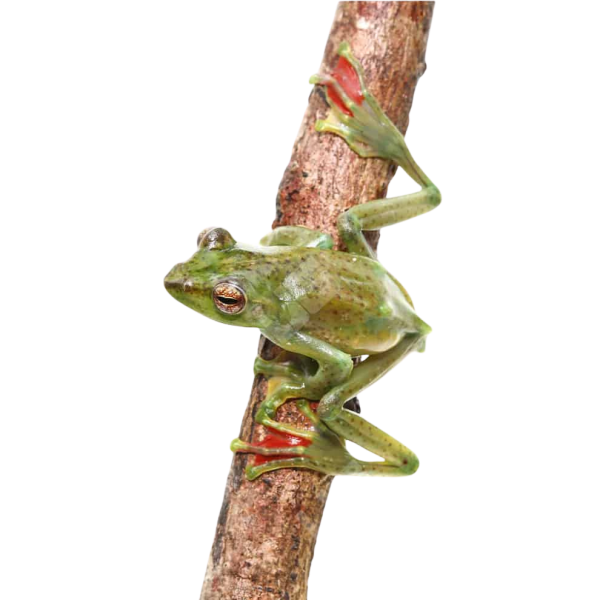Jade Tree Frog