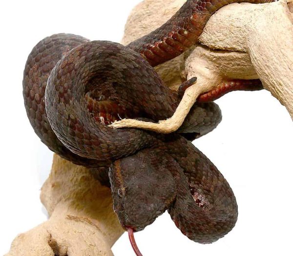 Javan Flat Nose Pit Viper