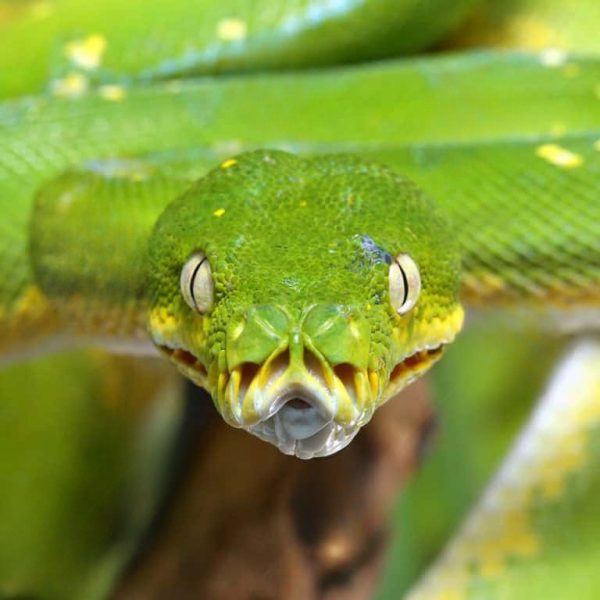 Jayapura Green Tree Python #2