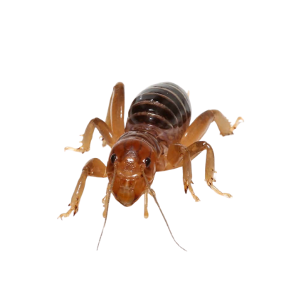 Jerusalem Cricket