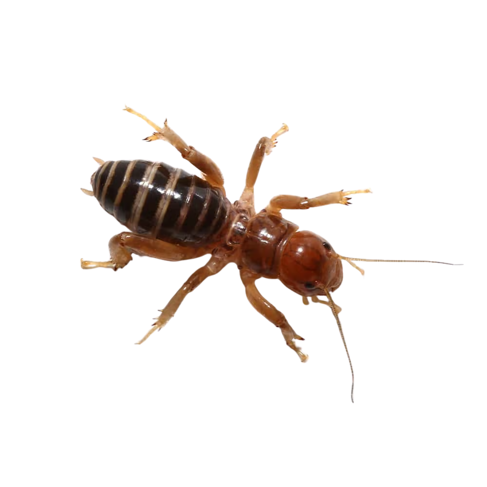 jerusalem-cricket (2) jerusalem cricket 2